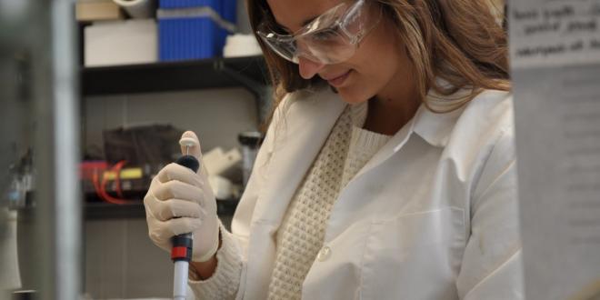 HMS student Katelyn Latuska prepares samples for her study in vascular biology on the interaction of reactive oxygen effects and fluid shear stress on endothelial cell physiology.
